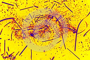 Colorful abstract micrograph of digitally manipulated gold chloride crystals.