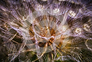 Colorful abstract nature background - dandelion flower fluffy seeds extreme closeup, soft focus, dark background