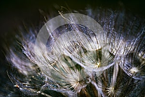 Colorful abstract nature background - dandelion flower fluffy seeds extreme closeup, soft focus, dark background