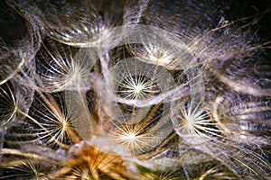 Colorful abstract nature background - dandelion flower fluffy seeds extreme closeup, soft focus, dark background