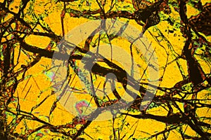 Colorful, abstract pattern of mineral in a polarizing micrograph.