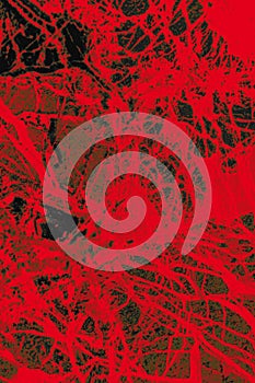 Colorful, abstract pattern of mineral in a polarizing micrograph.