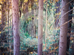 Colorful abstract texture background. Forest scene with motion blure effect