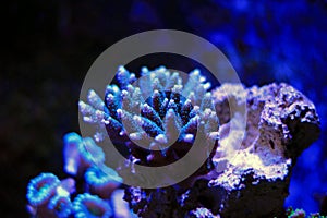 Colorful Acropora SPS coral in reef aquarium tank