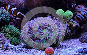 Colorful clavularia coral in reef aquarium tank