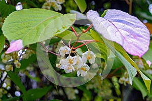 Colorful Actinidia kolomikta flowering plant, commonly known as