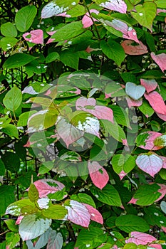 Colorful Actinidia kolomikta flowering plant, commonly known as
