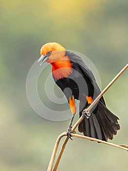 Colorful Adult Scarlet Headed Blackbird