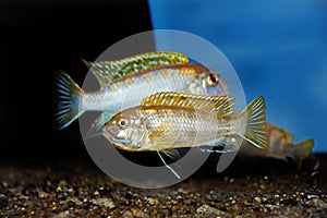 Colorful African Cichlid freshwater fish