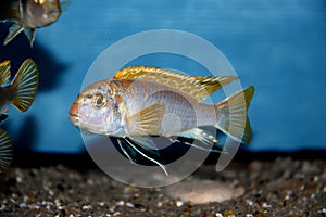 Colorful African Cichlid freshwater fish