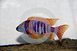Colorful African Cichlid freshwater fish