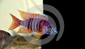 Colorful African Cichlid freshwater fish