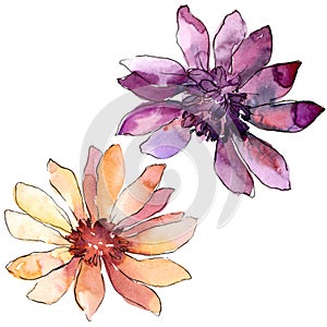 Colorful african daisy. Floral botanical flower. Isolated illustration element.
