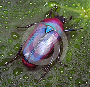 Colorful African fruit/flower Beetle also called Purple Jewel Beetle from Tanzania forest