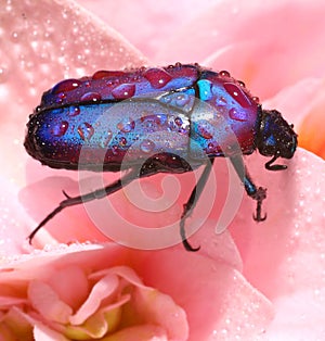 Colorful African fruit/flower Beetle also called Purple Jewel Beetle from Tanzania forest