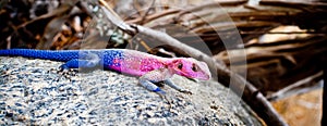 Colorful African Rock Agama lizard