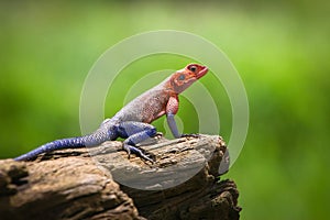 Colorful Agama