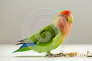 Colorful agapornis photo