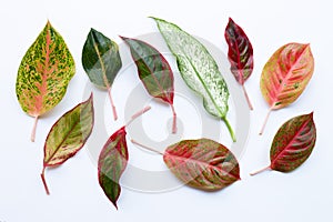 Colorful Aglaonema leaves Isolated on white