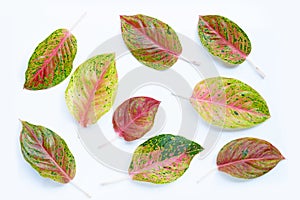 Colorful aglaonema leaves on white