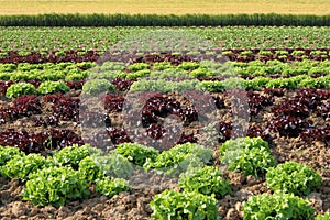 colorful agriculture