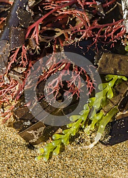 Colorful alga photo