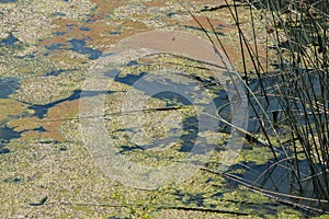 Colorful Algae in the Sacramento River Delta