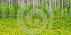 Colorful Alpine Meadow With Yellow Flowers