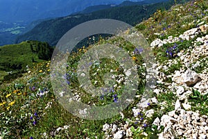 Colorful alpine rock garden with white and blue flowers in Julian alps