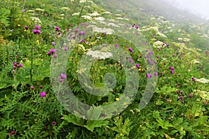 Colorful alpine wild garden at Crna Prst in Julian alps and Triglav national park, Slovenia