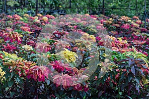 Colorful Amaranthus tricolor plant in a garden.Common known as edible amaranth plant.Brilliant red shades of Amaranthu.