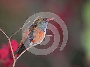Colorful amazilia hummingbird on a branch photo