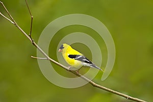 Colorful American Goldfinch Bird in a natura Perch in Mating Sea