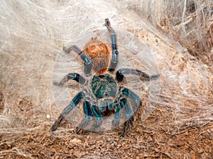 Colorful american tarantula
