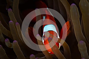 Colorful Anemonefish in Host Anemone