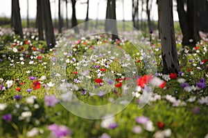 Colorful anemones in the forest near Megido in northern Israel