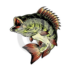 Colorful angry perch fish template