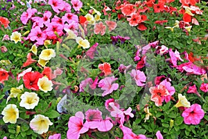 Colorful Annuals Flowers photo
