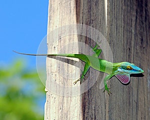 Colorful Anole