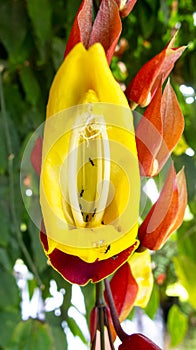 Colorful ant trap flower