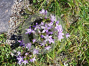 Colorful apline flowers in blossom