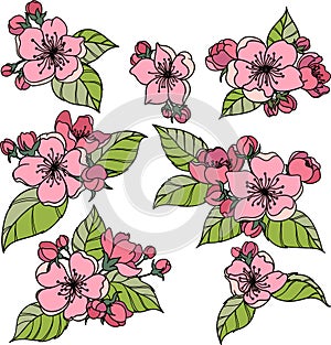 Colorful apple blossom with buds and leaves. Set of hand drawn colorful apple flowers.