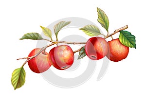 Colorful apples on a leafy branch