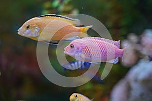 Colorful aquarium fish cichlids swim in the aquarium