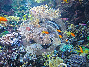 Colorful aquarium, fish and corals, sea animals