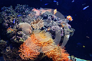 Colorful aquarium, showing different colorful fishes swimming