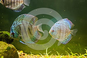 Colorful aquarium, showing different colorful fishes swimming