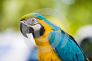 Blue and gold macaw - Ara ararauna - Colorful Parrot photo