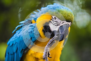 Blue and gold macaw - Ara ararauna - Colorful Parrot - scratching with claw