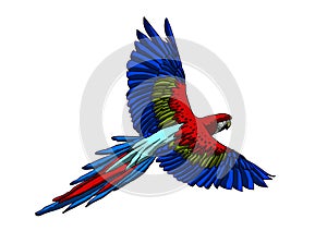 Colorful Arara Flying